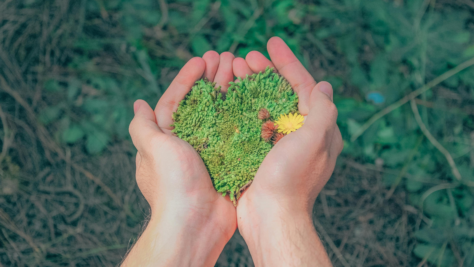 des mains tiennent de la mousse et de l'herbe qui forment un coeur